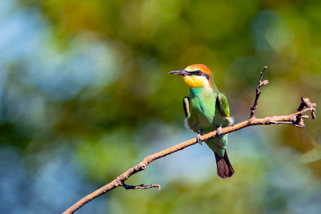 European Bee-Eater (Merops apiaster) in natureの写真素材