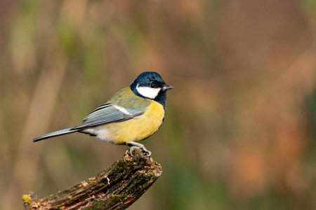 Great tit, Parus major, single bird on branch, Warwickshireの写真素材