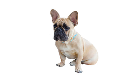 Dog breed French Bulldog isolated on white background with clipping path.の写真素材