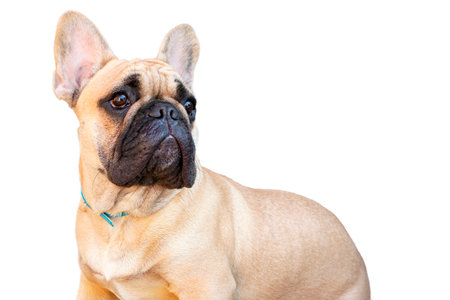 French bulldog dog isolated on white background with clipping path and copy spaceの写真素材