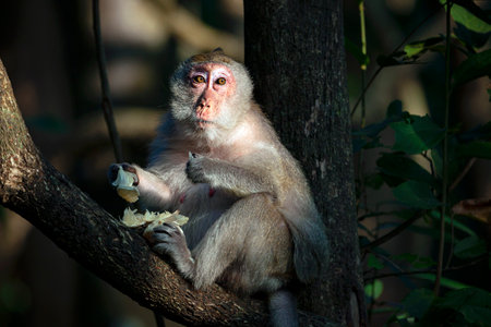 Monkey sitting on a tree and eating a banana in the forest
