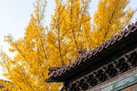 ancient building eaves with Golden Ginkgo tree