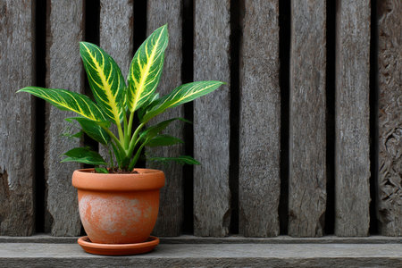 Plant in pot on wooden background. House plants in flowerpot.の素材