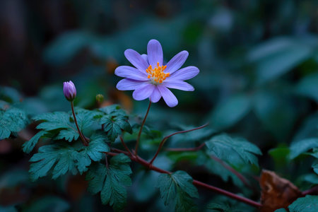 Anemone nemorosa, also known as windflower anemone.の素材