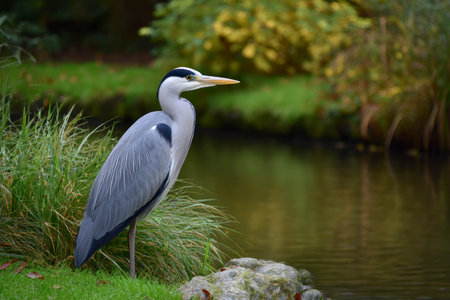 Grey heron standing on a rock by a pond in a parkの素材