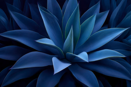 Blue leaves of agave plant. Close-up. Nature background.の素材