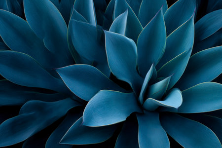 Blue agave plant leaves close-up. Nature background for design.の素材
