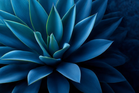 Blue succulent plant close up. Trendy color of the year 2020の素材