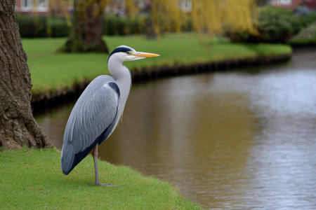Grey heron standing on a grassy lawn with a pond in the backgroundの素材
