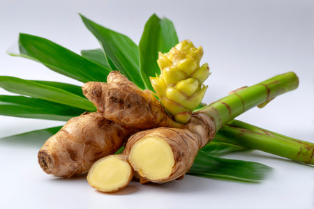 ginger root and ginger root on a white background with green leavesの素材