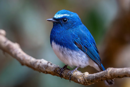 Beautiful blue bird, male Ultramarine Flycatcher (Cyornis superciliaris) perching on a branchの素材