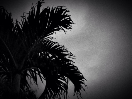 Palm treesの素材