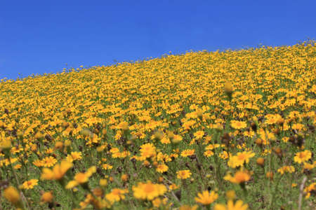 Yellow daisy flower hillの写真素材