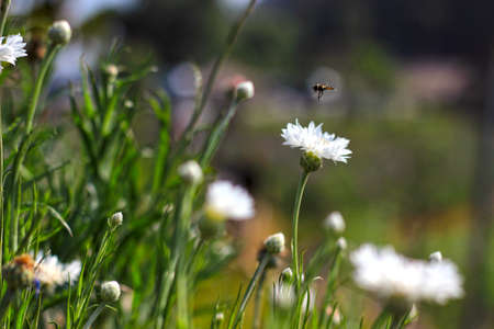 Bee flying above flower