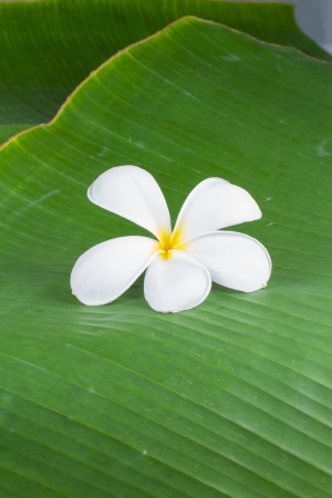 Tropical white and yellow  frangipani  plumeria  on banana leafの写真素材