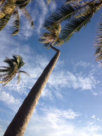 Coconut trees and nice sky on Koh Samui Thailandの素材