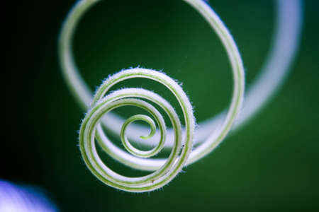 Green Chayote circleの写真素材