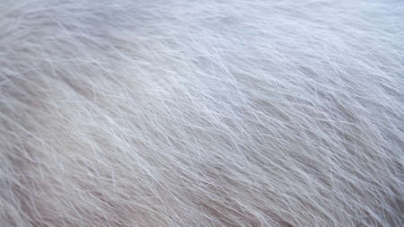 wool catの写真素材