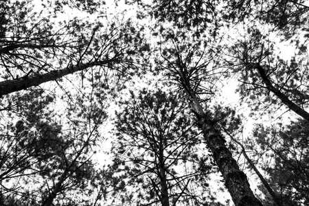 forest bwの写真素材