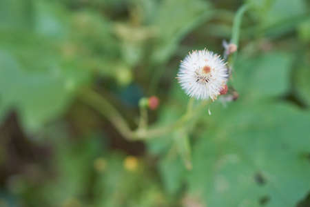 Vernonia cinerea Less., Little ironweed