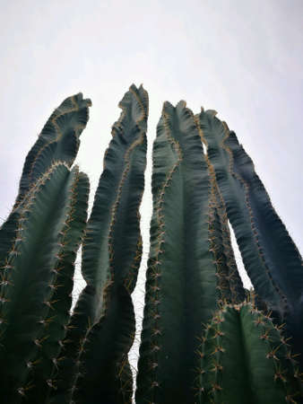 Cactus in thailandの素材