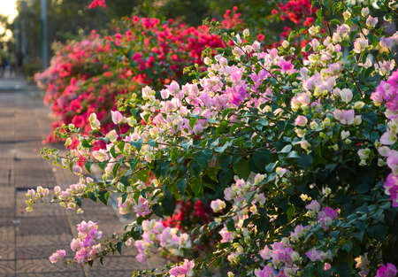 Pink bougainvillea on eveningの写真素材