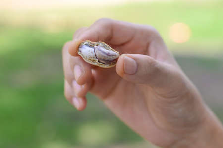 Hand holding boiled peanuts