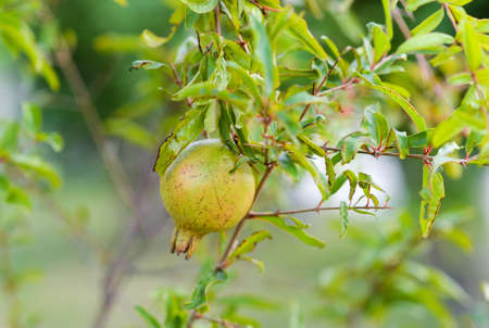 Pomegranate fruit on the tree, Ruby tree close up, Ruby fruitの写真素材