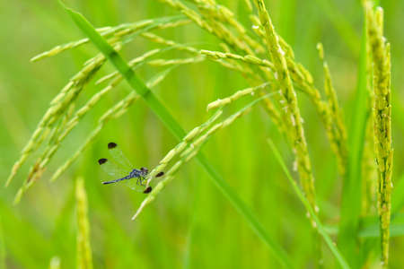 Drogonfly on Thai Jasmine rice leaf, also known as Hom mali riceの写真素材