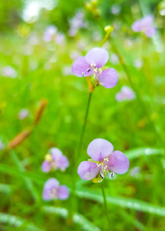 Murdannia giganteum, Purple flowerの写真素材