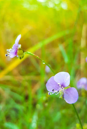 Murdannia giganteum, Purple flowerの写真素材