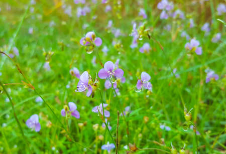 Murdannia giganteum, Purple flowerの写真素材