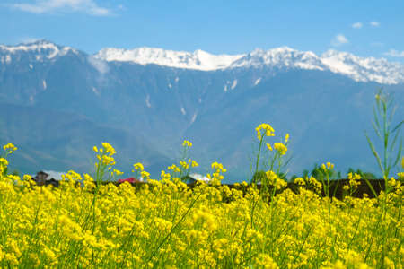 Mustard flower field in  Kashmir, Indiaの写真素材