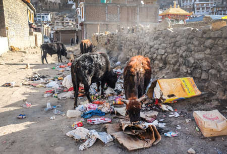 Leh, India - April 28, 2017 : Street Cows eating trash  in Leh Ladakh, Jammu, Indiaのeditorial素材