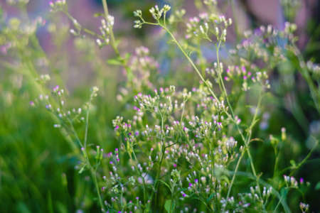 Tiny megenta grass flower,  Cyanthillium cinereum also known as little ironweedの写真素材