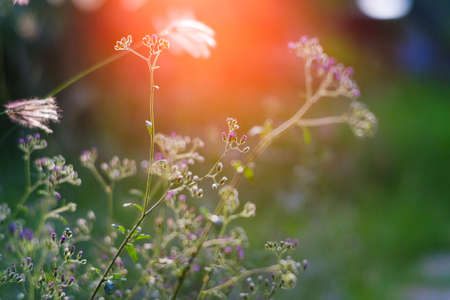 Tiny megenta grass flower,  Cyanthillium cinereum also known as little ironweed at sunsetの写真素材