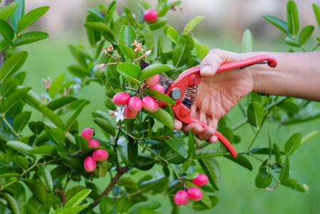 Hand with scissors cutting Carunda or Karonda fruit and green leaf in a basket. Tropical Fruits from Thailand and Southeast Asia.の写真素材