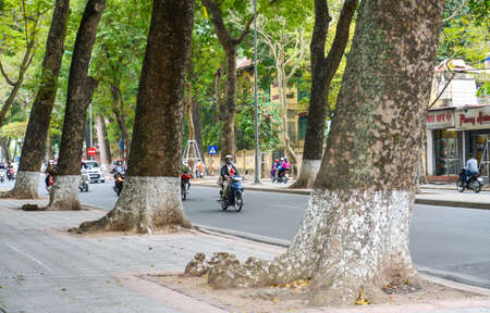 Hanoi, Vietnam - Feb 20, 2017 :   Giant tree along street side  in Hanoi, Vietnam.のeditorial素材