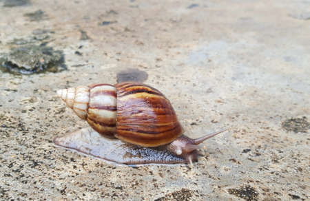 Snail crawling on the wet floor  after rainfall.の写真素材