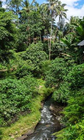 River under Raya ubud bridgesの写真素材
