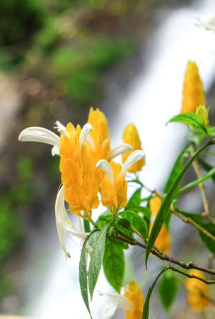 Golden shrimp flower in front of Gitgit waterfall, Indonesiaの写真素材