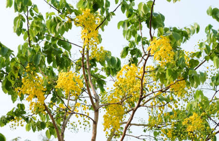 Golden Shower Tree or Cassia fistula in Khon Kaen.