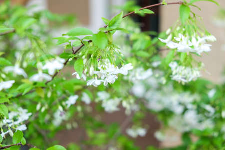 Wild water plum or water jasmine double flower closeup (wrightia religiosa plant)の写真素材