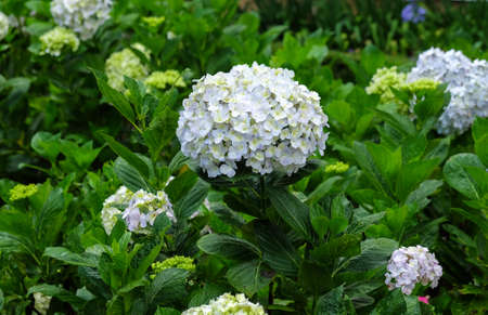 Hydrangea flowers blooming