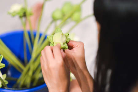 Woman folding Lotus petalsの写真素材