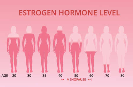 Estrogen hormone levels chart, menopause, vectorのイラスト素材