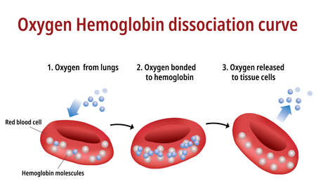 Oxygen Hemoglobin Dissociation Curveのイラスト素材