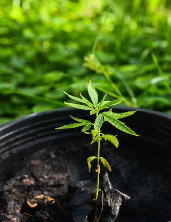 Home-grown Marijuana, Cannabis growing in the flowerpot, Cannabis sativa