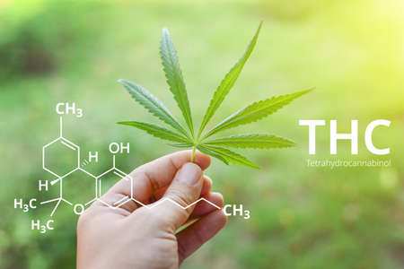Tetrahydrocannabinol or THC molecule formula with Marijuana background, Cannabis sativa.の写真素材