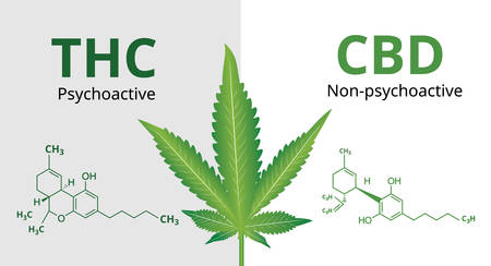 Cannabidiol (CBD) and Tetrahydrocannabinol(THC) with Marijuana leaves, Vector illustrationのイラスト素材